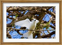 Fairy Turn bird in Trees, Fregate Island, Seychelles Fine Art Print