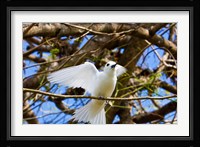 Fairy Turn bird in Trees, Fregate Island, Seychelles Fine Art Print
