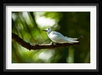Fairy Turns on Fregate Island, Seychelles Fine Art Print