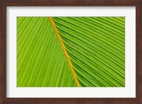 Flora, Palm Frond on Fregate Island, Seychelles Fine Art Print