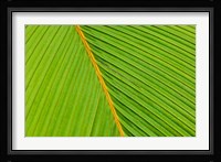 Flora, Palm Frond on Fregate Island, Seychelles Fine Art Print