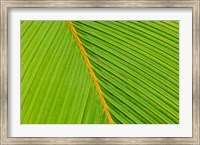 Flora, Palm Frond on Fregate Island, Seychelles Fine Art Print