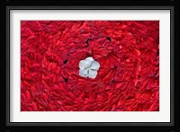 Flower arrangments at spa, Fregate Resort, Seychelles Fine Art Print