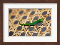 Gecko lizard, Seychelles Fine Art Print