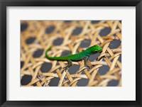Gecko lizard, Seychelles Fine Art Print
