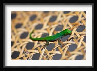 Gecko lizard, Seychelles Fine Art Print