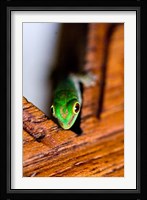 Gecko lizard, Fregate Island Resort, Seychelles Fine Art Print