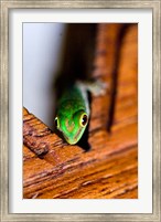 Gecko lizard, Fregate Island Resort, Seychelles Fine Art Print
