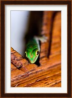 Gecko lizard, Fregate Island Resort, Seychelles Fine Art Print