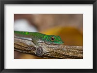 Gecko lizard, La Digue Island, Seychelles, Africa Fine Art Print