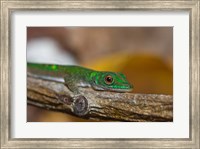 Gecko lizard, La Digue Island, Seychelles, Africa Fine Art Print