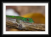 Gecko lizard, La Digue Island, Seychelles, Africa Fine Art Print
