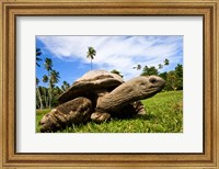 Giant Tortoise on Fregate Island, Seychelles Fine Art Print