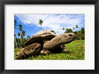 Giant Tortoise on Fregate Island, Seychelles Fine Art Print