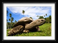 Giant Tortoise on Fregate Island, Seychelles Fine Art Print