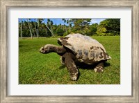 Giant Tortoise, Seychelles Fine Art Print