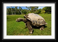 Giant Tortoise, Seychelles Fine Art Print
