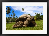 Close Up of Giant Tortoise, Seychelles Fine Art Print