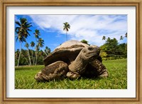 Close Up of Giant Tortoise, Seychelles Fine Art Print