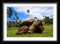 Close Up of Giant Tortoise, Seychelles Fine Art Print