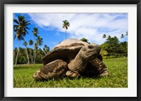 Close Up of Giant Tortoise, Seychelles Fine Art Print