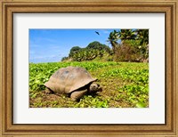 Giant Tortoise in a field, Seychelles Fine Art Print