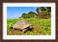 Giant Tortoise in a field, Seychelles Fine Art Print
