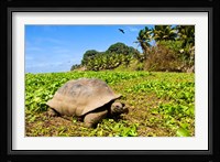 Giant Tortoise in a field, Seychelles Fine Art Print