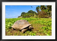 Giant Tortoise in a field, Seychelles Fine Art Print