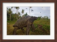 Giant Tortoise, Fregate Island, Seychelles Fine Art Print