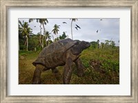 Giant Tortoise, Fregate Island, Seychelles Fine Art Print