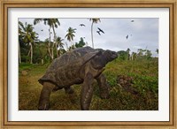 Giant Tortoise, Fregate Island, Seychelles Fine Art Print