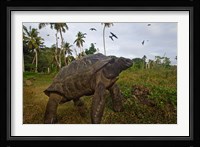 Giant Tortoise, Fregate Island, Seychelles Fine Art Print