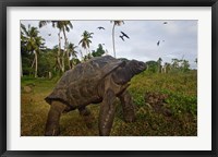 Giant Tortoise, Fregate Island, Seychelles Fine Art Print