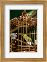 Hong Kong, Bird Garden, Market, Caged pet birds Fine Art Print