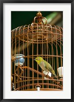 Hong Kong, Bird Garden, Market, Caged pet birds Fine Art Print