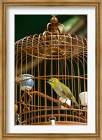 Hong Kong, Bird Garden, Market, Caged pet birds Fine Art Print