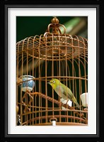 Hong Kong, Bird Garden, Market, Caged pet birds Fine Art Print