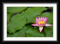 Hong Kong, Chi Lin, Lily pond flower Fine Art Print