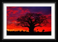 African baobab tree, Tarangire National Park, Tanzania Fine Art Print