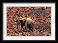 Africa, Namibia, Puros. Desert dwelling elephants of Kaokoland. Fine Art Print