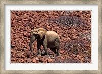 Africa, Namibia, Puros. Desert dwelling elephants of Kaokoland. Fine Art Print