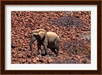 Africa, Namibia, Puros. Desert dwelling elephants of Kaokoland. Fine Art Print