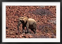 Africa, Namibia, Puros. Desert dwelling elephants of Kaokoland. Fine Art Print