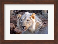 Face of feeding lion, Meru, Kenya Fine Art Print