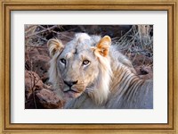 Face of feeding lion, Meru, Kenya Fine Art Print
