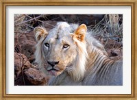 Face of feeding lion, Meru, Kenya Fine Art Print