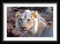 Face of feeding lion, Meru, Kenya Fine Art Print