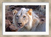 Face of feeding lion, Meru, Kenya Fine Art Print