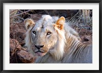 Face of feeding lion, Meru, Kenya Fine Art Print